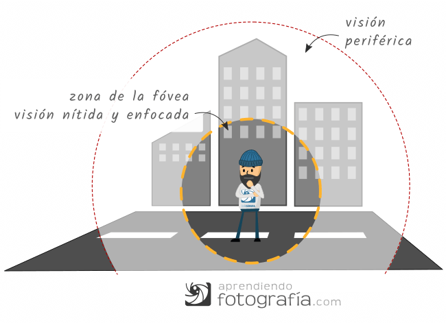 Percepción visual: fóvea y visión periférica